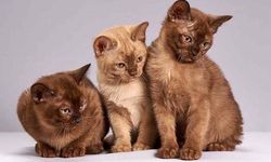 Kedi Fiyatları Nasıl Belirlenmektedir?