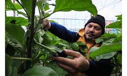 Yüzde 90 verim kaybı yaşanan patlıcan, en pahalı sebze