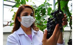 Ege Bölgesi'nde yetişen 380 üzüm çeşidi kimlik kazandı