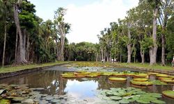 Mauritius turizmine THY damgası