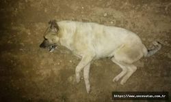 Mudanya'da yine 'zehirlenen' köpekler öldü; soruşturma başlatıldı