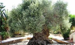 ÖLÜMSÜZ ZEYTİN AĞACI