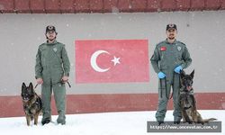 Özel eğitimli köpekler Obert 33, Calisto 14 ildeki vakalardan sorumlu