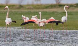 Tuz Gölü'nün misafirleri flamingolar gelmeye başladı