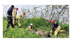 Avcılar’da itfaiyeden at ve martı kurtarma operasyonu