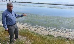 Çakalburnu Lagünü'nde deniz marulu tekrar ortaya çıktı