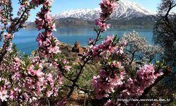 Çiçeklerle kaplanan Akdamar Adası'na fotoğrafçı akını