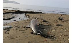 Karadeniz’de 3 ayda 33 ölü yunus karaya vurdu