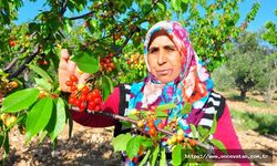 Manisa'da sezonun ilk kirazı 700 TL'den satıldı