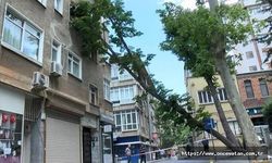 Kadıköy'de fırtına ağaç devirdi