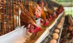 Kafessiz Türkiye hareketine destek
