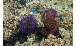 Marmara'da deniz kestanesi avcılığı yasaklandı