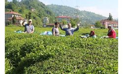 Rize'de 'çay göçü' ile nüfus 4'e katlandı