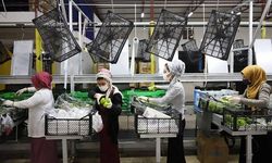 Rusya kapıları açtı, yaş meyve sebze ihracatı hareketlendi