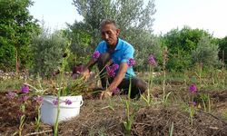 Salepte hasat zamanı; kilosu 300 TL'den alıcı buluyor