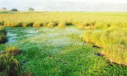 Büyük Menderes'in kaynağında nilüferler açtı