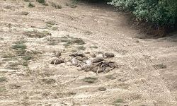 Kayseri'de sele kapılan 230 koyun öldü