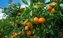 Mandalina ihracatı yarım milyar dolara koşuyor