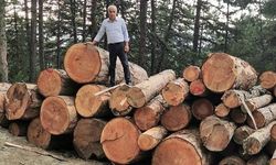 AK Parti'li Ceylan'dan 'anıt ağaç' kesimi tepkisi