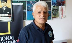 Balon balıkları, besin için dalgıçları takip ediyor