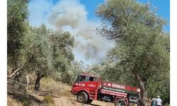 Bodrum'da orman ve makilik yangını 