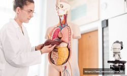 Karaciğer Kanseri, Karında Şişlik Ve Ağrıyla Geliyor…