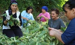 Kooperatifçi kadınların ıhlamur ihracatı seferberliği