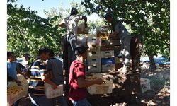 Malatya'da 20 bin mevsimlik işçi ile kayısı hasadı 