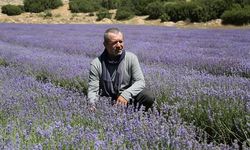 Türkiye'de lavanta üretilen alan 20 bin dekara yükseldi