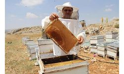 2 bin 300 rakımda bal hasadı başladı