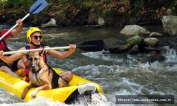 Alman kurt köpeği 'Leo' günde 1,5 saat rafting yapıyor