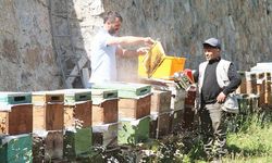 Anzer balında sağım başladı; 1 ton ön sipariş var