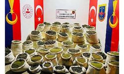 İçişleri: Diyarbakır'da 8 milyon 849 bin kök kenevir ele geçirildi 