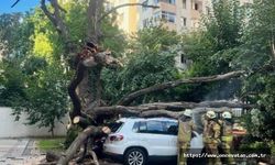 Kadıköy'de çınar ağacı park halindeki 5 aracın üzerine devrildi
