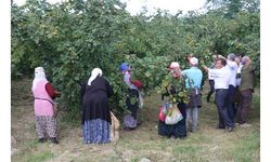 Karadeniz'de fındık hasadı başladı