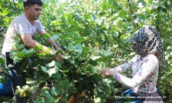 Ordu'da erken fındık hasadı