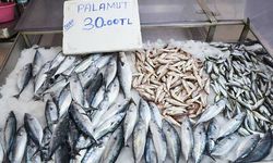 Sinop'ta sezonun ilk palamutları, 30 liradan tezgahlarda