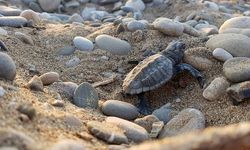 Su sıcaklığı 1 derece düştü, Belek'te caretta caretta yuvaları yüzde 61 azaldı