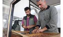 TMO, Ordu'da fındık alımına başladı