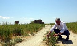 Van Gölü çekildi, tarım alanları gün yüzüne çıktı