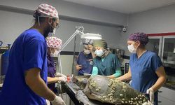 7 bin 784 yaban hayvanı, tedavi edilerek doğaya bırakıldı