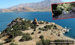 Akdamar Adası'nda 'tavşan' zararı