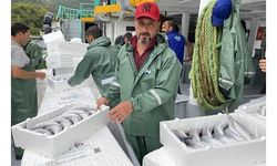 Amasralı balıkçılar, 40 ton palamut avladı 