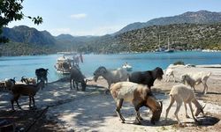 Aşırlı Adası'nda dağ keçilerinin sayısı artıyor