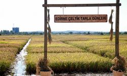 Edirne'de çeltik hasadı, 'tarla günleri' ile başladı