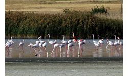 Flamingolar kuraklığa rağmen Erçek Gölü'nde