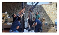 Gölcüklü balıkçı, 350 kiloluk camgöz köpek balığı yakaladı