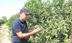 Hasadına hazırlanılan limon dalında 8 liraya satılıyor