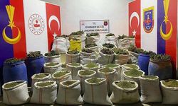 İçişleri: Diyarbakır'da 10 milyon kök kenevir ile 1 milyon kök skunk ele geçirildi