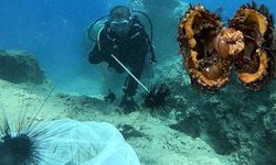 İstilacı deniz kestaneleri ihraç ediliyor
